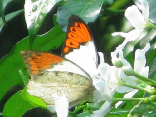 Hebomoia glaucippe