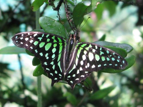 Réf. 84 585 : Graphium agamemnon
