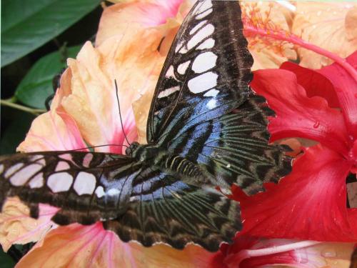 Réf. 84 586 : Parthenos sylvia