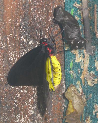 Troides sp.