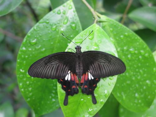 Réf. 84 588 : Papilio polytes