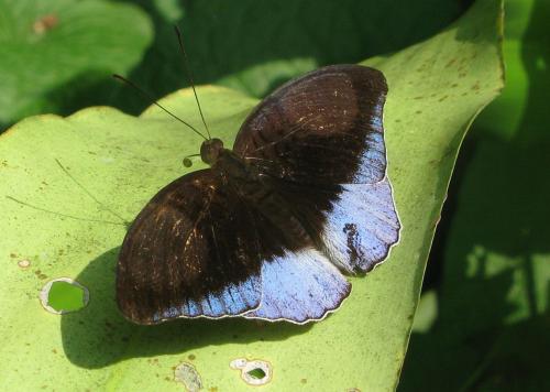 Réf. 84 589 : Euthalia sp.