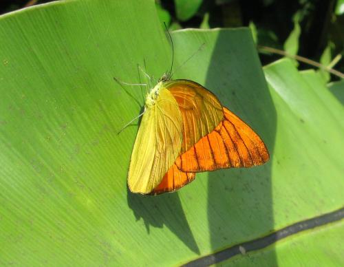 Appias nero