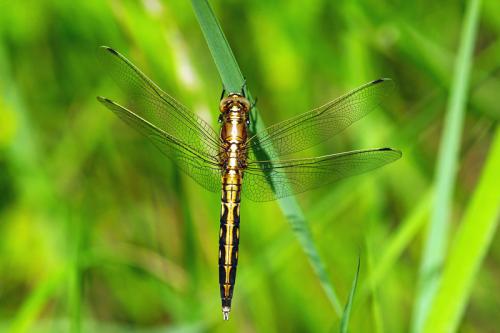 Réf. 84 536 : Orthetrum albistylum