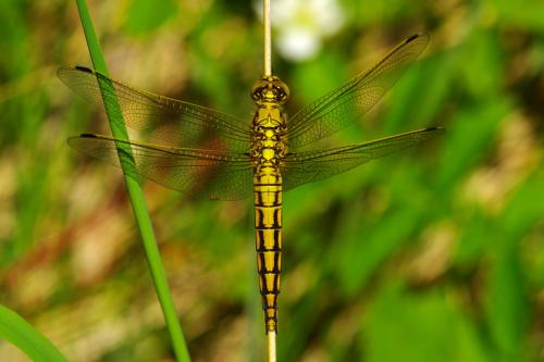 Orthetrum cancellatum