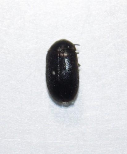 Attagenus pellio