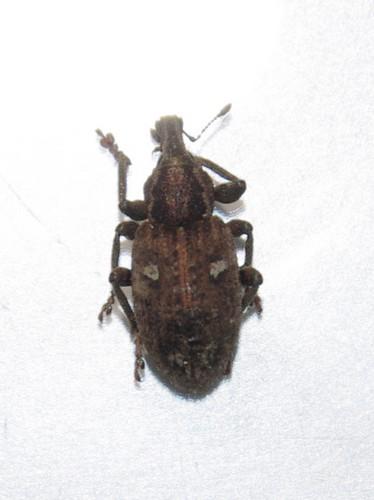 Graptus triguttatus