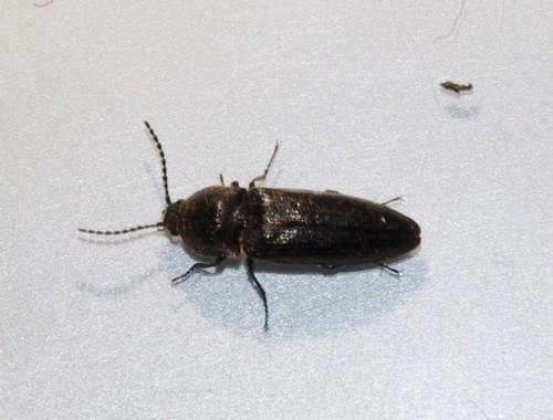 Cidnopus sp.