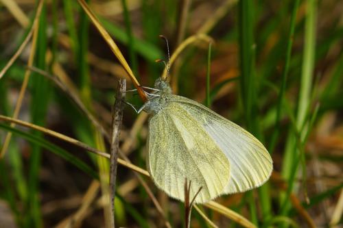 Leptidea sp.