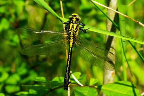 Réf. 84 072 : Gomphus vulgatissimus