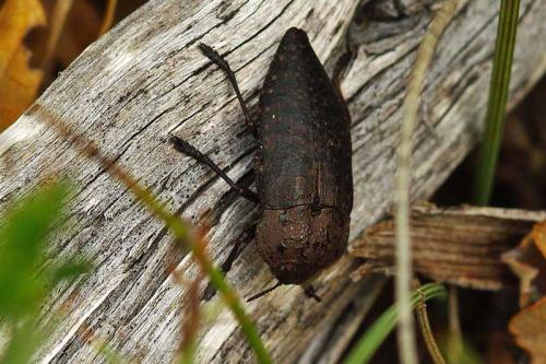 Réf. 84 218 : Capnodis tenebricosa