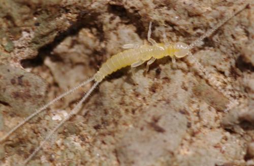 Campodea chardardi
