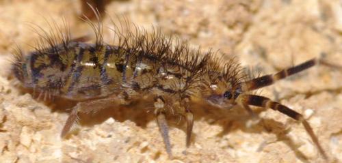 Réf. 84 025 : Orchesella villosa