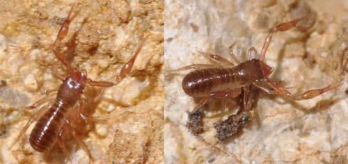 Réf. 84 029 : Ephippiochthonius sp.