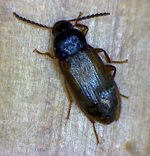 Réf. 84 081 : Mycetochara sp.