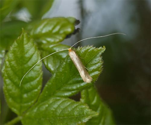 Nematopogon sp.