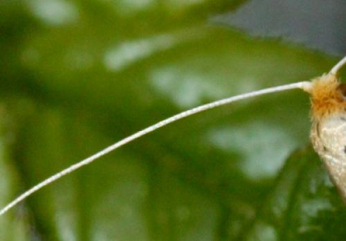 Réf. 84 244 : Nematopogon sp.