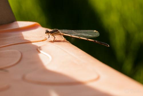 Réf. 84 690 : Platycnemis pennipes