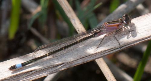 Réf. 84 519 : Ischnura genei