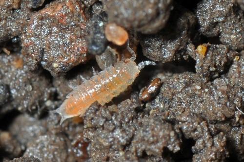 Trichoniscoides sp.