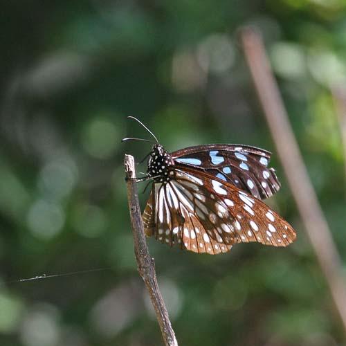Réf. 84 000 : Tirumala petiverana