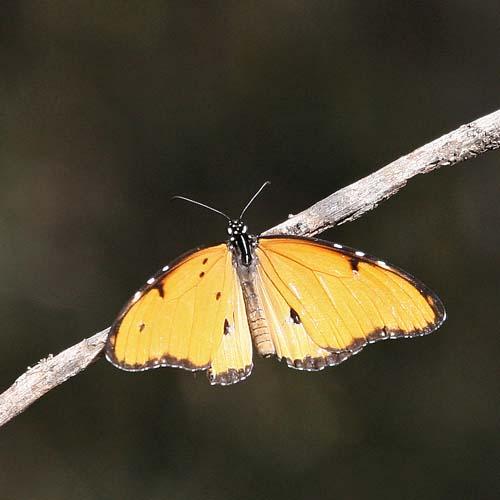 Réf. 84 001 : Danaus chrysippus