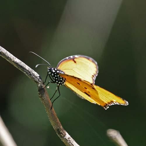 Danaus chrysippus
