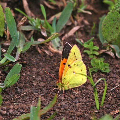 Réf. 84 003 : Colias electo
