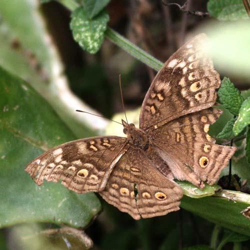 Réf. 84 006 : Junonia chorimene
