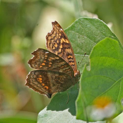 Réf. 84 007 : Junonia chorimene