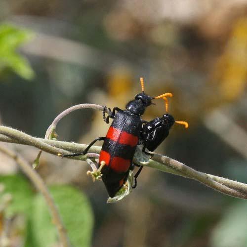 Hycleus sp.