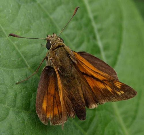 Ochlodes sylvanus