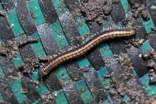 Réf. 84 325 : Brachyiulus pusillus