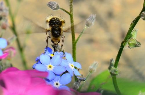 Bombylius sp.