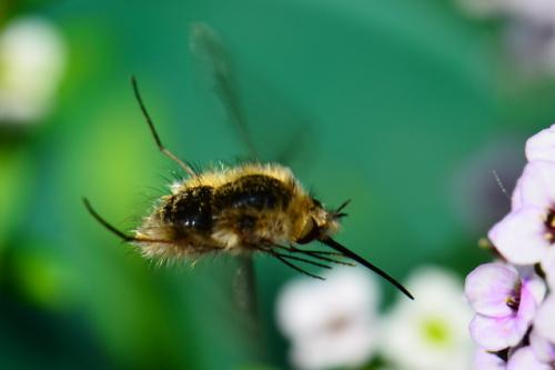 Bombylius sp.