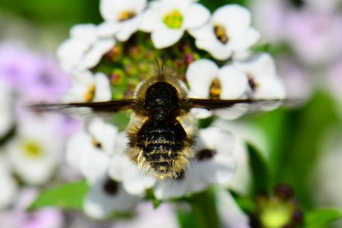 Réf. 84 879 : Bombylius sp.