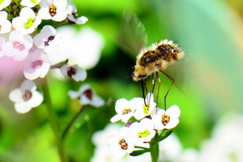 Bombylius sp.