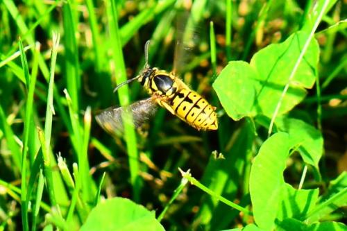 Vespula germanica