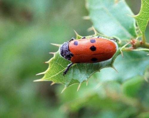 Réf. 84 455 : Lachnaia sp.