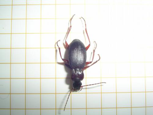 Réf. 84 495 : Laemostenus oblongus