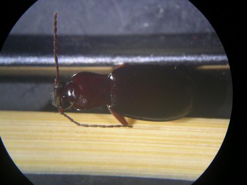 Réf. 84 421 : Laemostenus oblongus