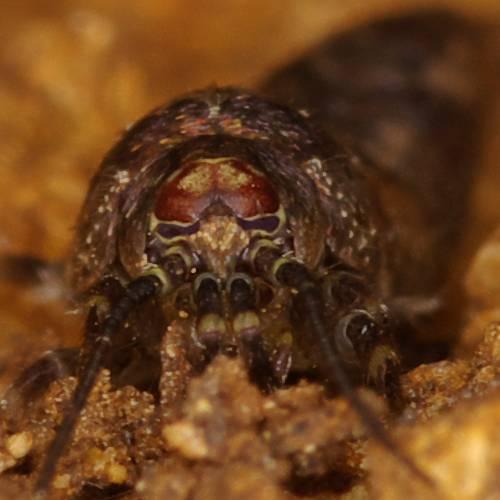 Réf. 84 207 : Lepismachilis y-signata