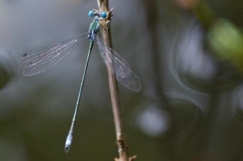 Réf. 84 900 : Lestes forficula