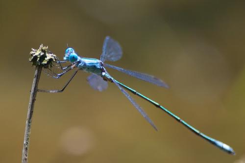 Réf. 84 901 : Lestes forficula
