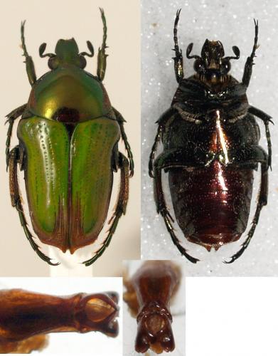 Leucocelis refulgens
