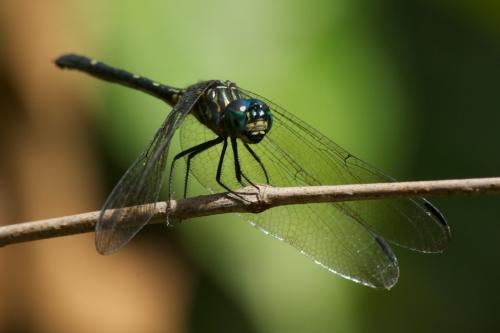 Dythemis nigra