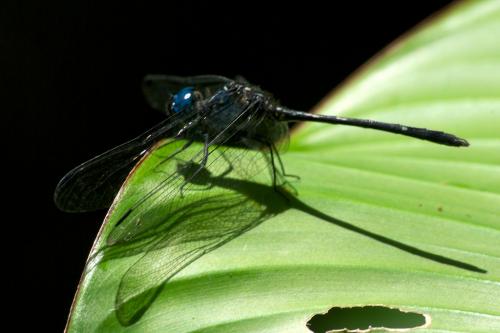 Dythemis nigra