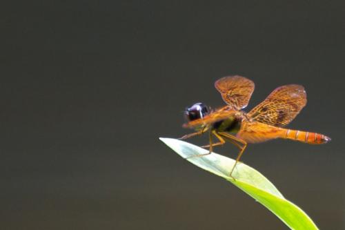 Réf. 84 571 : Perithemis lais