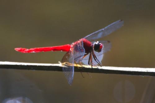 Réf. 84 402 : Rhodopygia cardinalis