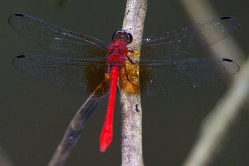 Réf. 84 403 : Rhodopygia cardinalis
